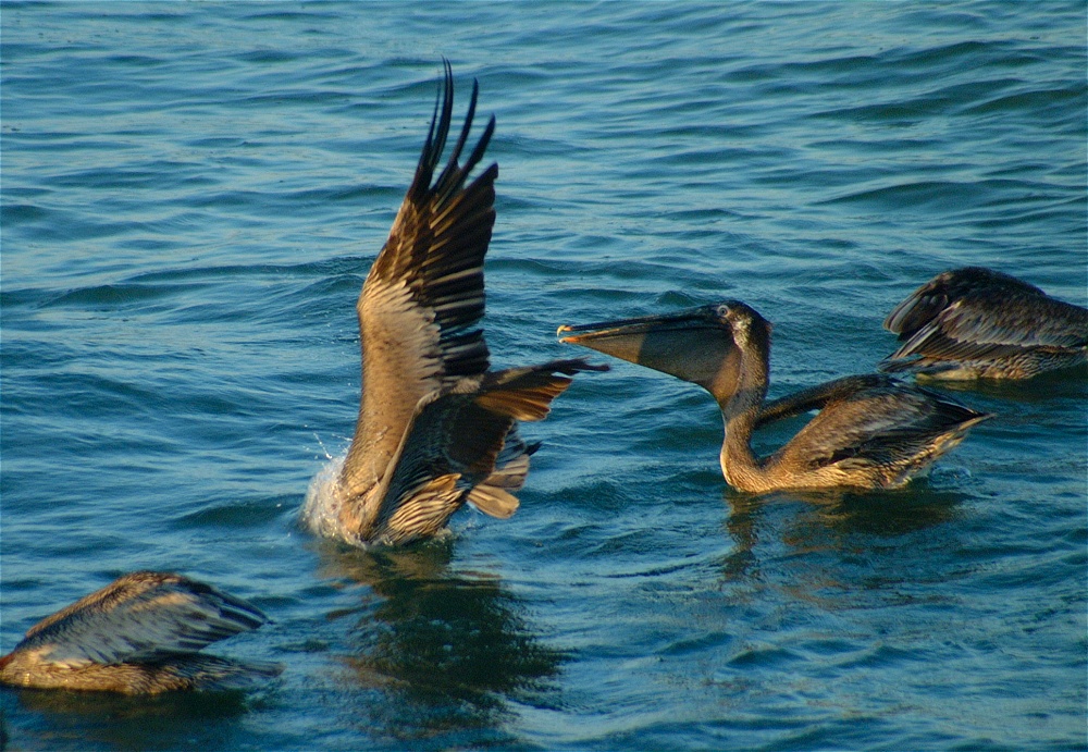 (44) Dscf0974 (pelicans).jpg   (1000x691)   332 Kb                                    Click to display next picture